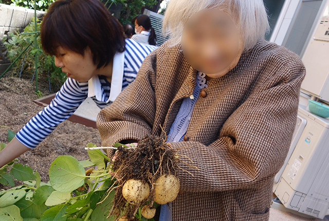 家庭菜園で収穫作業5