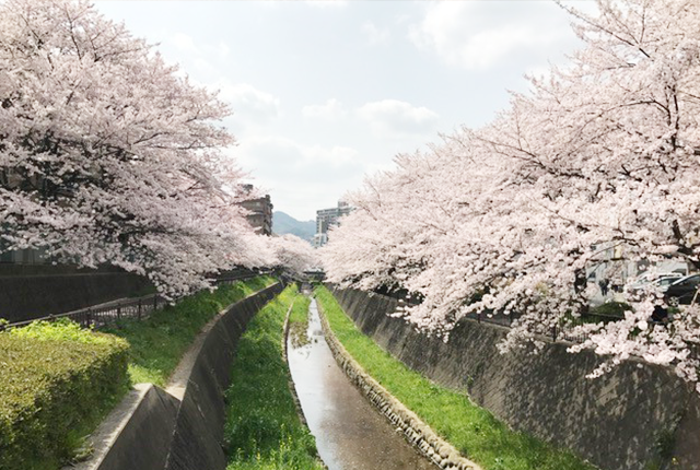 志井川の桜